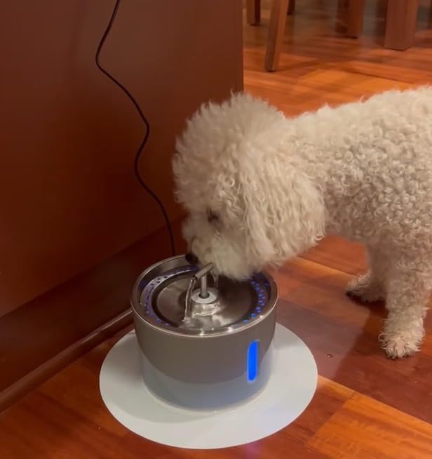 Level One Pets Automated Pet Drinking Fountain