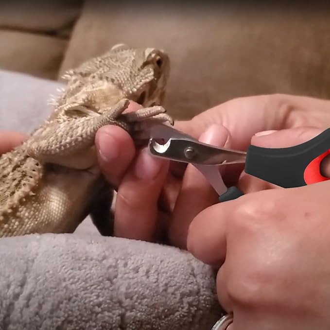 KEUYE Bearded Dragon Nail Clippers,Stainless Steel Bearded Dragon Toe Nail Clippers with Precise Angled Edges (Reddish Black)