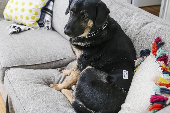 PET Parents Washable Belly Band Male Dog Diapers, Dog Wraps and EXTENDRS, Black, X-Large: 2