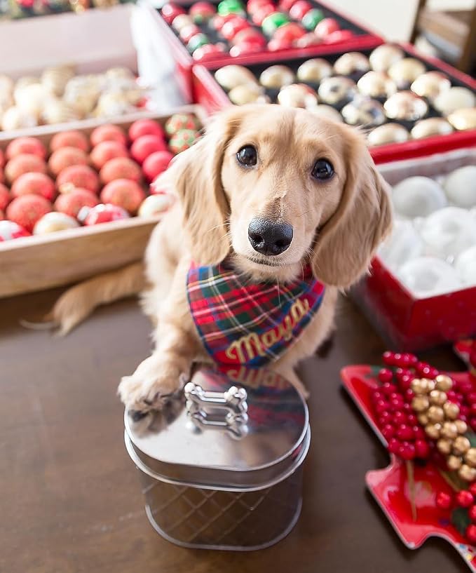 Amici Pet, , Chance Oval Metal Treats Storage Canister, Stainless Steel Diamond Texture, Silver Tone Bone Knob, Food Safe, 52 Ounces | Pet Treat Canister, Diamond-Textured Stainless Steel, Silver Bone Knob Lid, Food-Safe, Compact Countertop Design