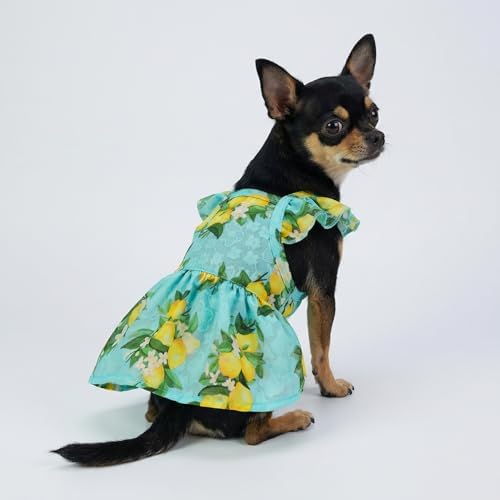 Fitwarm Lemon Dog Dress, Dog Clothes for Small Dogs Girl, Pet Cat Apparel, Teal Blue, Yellow, Green, XS