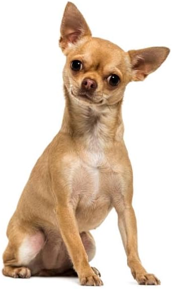 Dog T-Shirts for Small Dogs, Designer Dog Clothes, Luxury Lightweight Tee | Dog T-shirts for small dogs; soft lightweight designer dog clothes with luxury comfort for Chihuahuas, Yorkies and Dachshunds