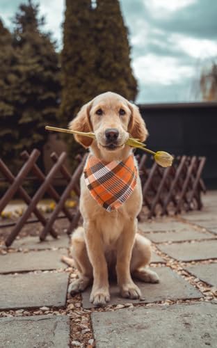 Fall Dog Bandana Autumn Thanksgiving Plaid Reversible Triangle Bibs Scarf
