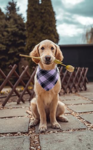 Halloween Dog Bandana Fall Autumn Plaid Reversible Triangle Bibs Scarf