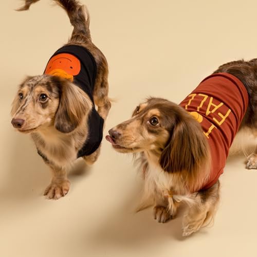 Fitwarm Thanksgiving Triple Pumpkins Dog Shirt, Fall Dog Clothes for Small Dogs Boy Girl, Funny Doggy Tshirt, Pet Outfit, Black, Orange, XXL