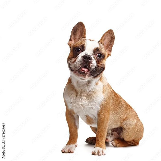 Dog T-Shirts for Small Dogs, Designer Dog Clothes, Luxury Lightweight Tee | Dog T-shirts for small dogs; soft lightweight designer dog clothes with luxury comfort for Chihuahuas, Yorkies and Dachshunds