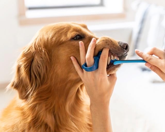 Paw Ready from Doggy Breath to Doggy Fresh Dog Dental Care Kit Includes Enzymatic Toothpaste for Dogs Plus BrushMate Dual Brush Head Toothbrush with Angled Bristles