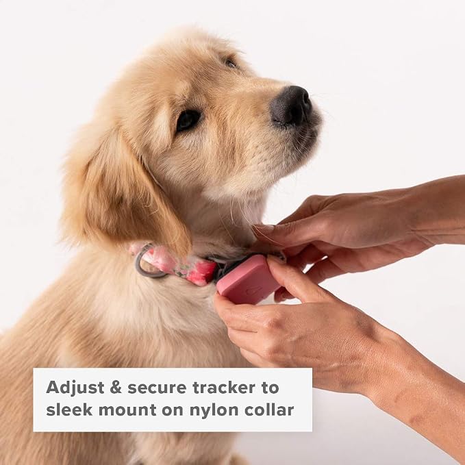 Whistle GO Explore Pet Collar - Twist & Go, Squirrel Grey, Small