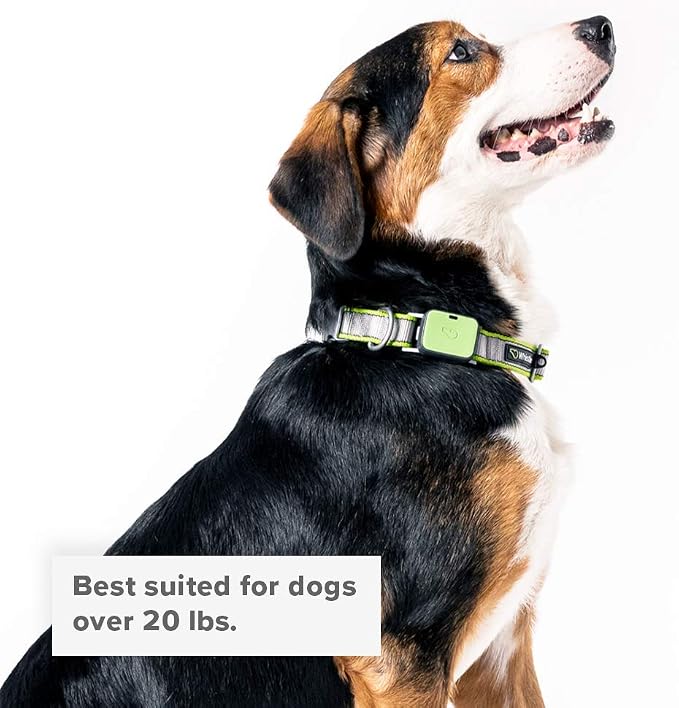 Whistle GO/GO Explore/Twist & Go Pet Collars/Whistle Camo/Small-Medium