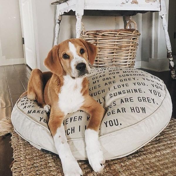 Sugarboo You are My Sunshine Dog Bed with Polka Dots, Washable Cream Floor Mattress for Medium to Small Sized Pets, Stylish Boho Farmhouse Dog Bed - 33” Diameter