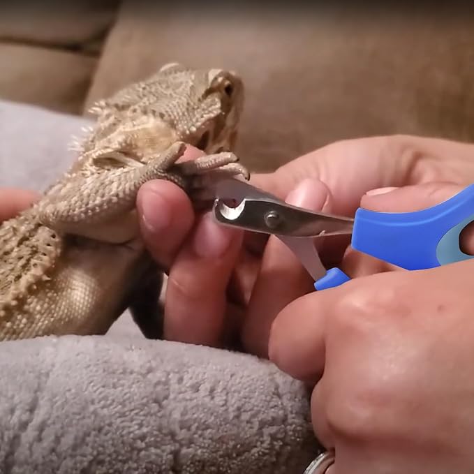 KEUYE Bearded Dragon Nail Clippers,Stainless Steel Bearded Dragon Toe Nail Clippers with Precise Angled Edges (Blue)