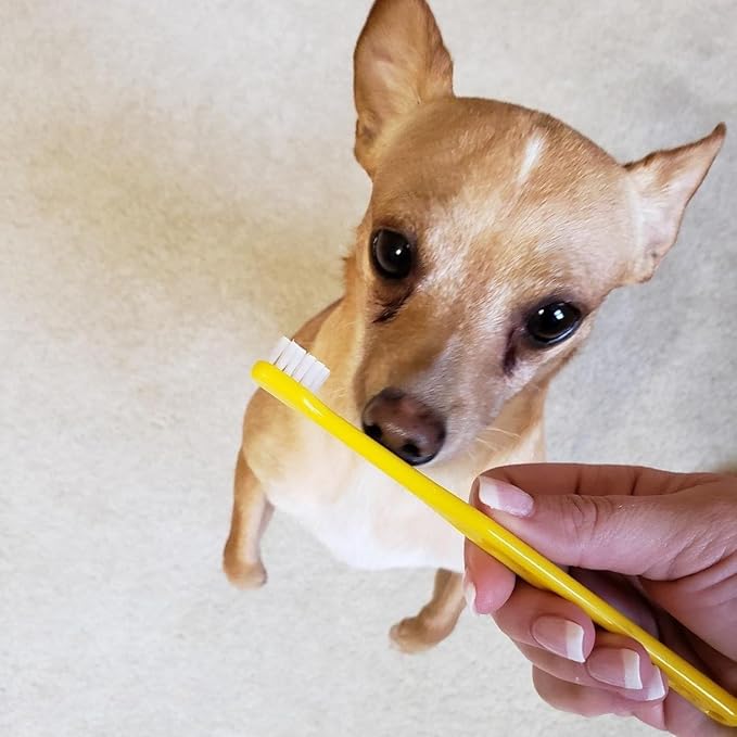 Pet Republique Toothbrush for Small Dogs & Cats - Cat Toothbrush, Sm Dog Toothbrush - Designed for Cat, Kitten, Puppy, and Sm Dog Like Chihuahuas, Yorkshire, and Poodle (6 Count)