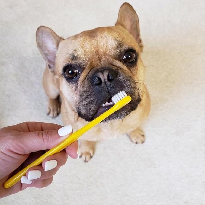 Pet Republique Toothbrush for Small Dogs & Cats - Cat Toothbrush, Sm Dog Toothbrush - Designed for Cat, Kitten, Puppy, and Sm Dog Like Chihuahuas, Yorkshire, and Poodle (6 Count)