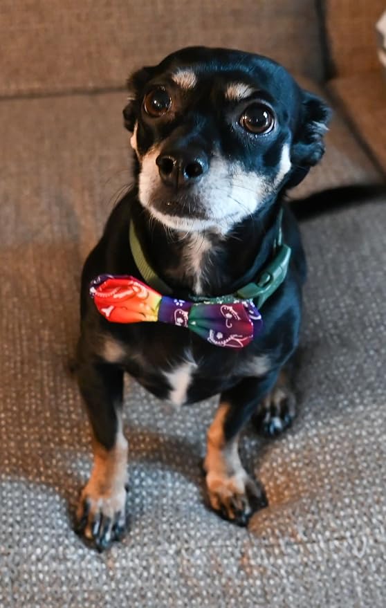 Huxley & Kent Pet Bow Tie for Dogs & Cats - Adjustable Hook & Loop Collar Accessory - Cute & Comfortable for Holidays & Celebrations - Bone-Dana Multi, Small | Hook & Loop Attaches to Any Collar, Soft Polyester, Lightweight & Machine Washable, Perfect ...