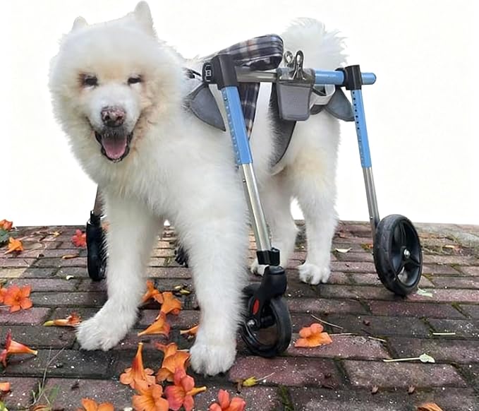 Full Support 4-Wheel Dog Cart Adjustable Height Width Pet Mobility Cart Durable Aluminum, Comfort Harness for Disabled Injured Dogs Park Bike Ride Travel