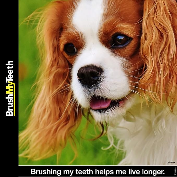 Brush My Teeth Medium Dog Toothbrush - Rounded Brush Head -Soft Flexible Bristles- for Safe and Gentle Brushing for Doggie, Any Medium Breed or Puppy, Daily Brushing Adds Years of Healthy Life