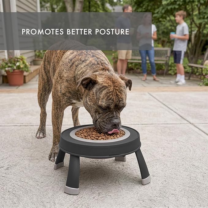 Dexas Pets Single Elevated Pet Feeder/Pet Bowl, Large/ 4 Cup Capacity, Light Gray