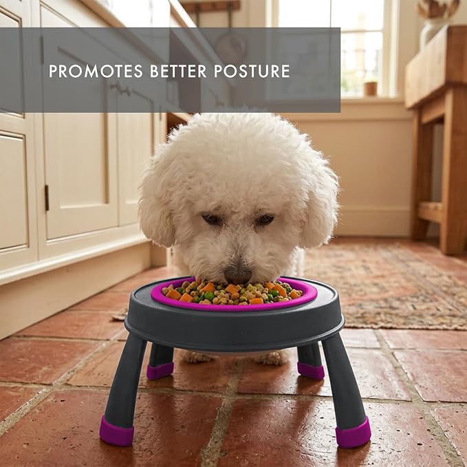 Dexas Pets Elevated Pet Feeder, Small, 1.5 Cup Capacity, Fuchsia, Raised Pet Food and Water Bowl