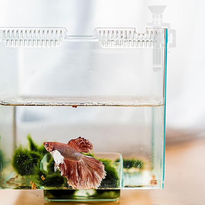 Abaodam Acrylic Shrimp Feeder Tube 10cm Wall-Mounted Aquarium Fish Tank Feeding Tool for Shrimp and Small Fish Aquarium Supplies