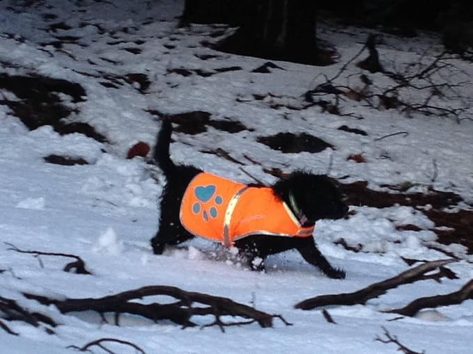 Blaze Orange Dog Vest. Reflective High Visibility in Hunting & Wooded Areas