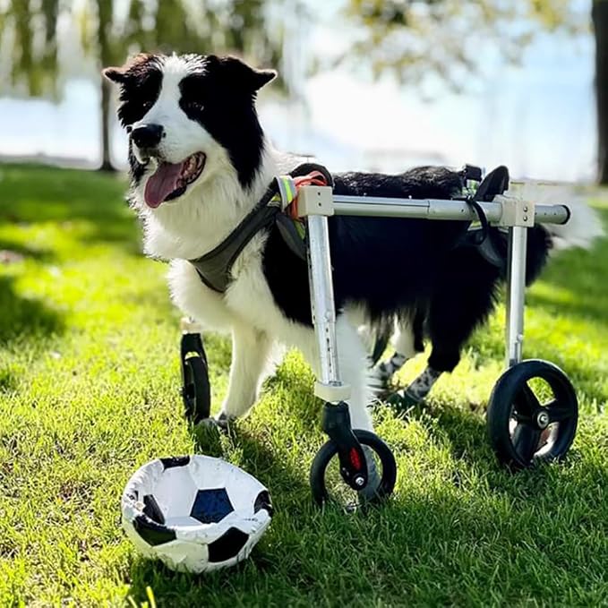 Pet Wheelchair for Dogs - Adjustable Dog Cart for Back Legs, Lightweight Aluminum Frame, Shock Absorbing Wheels for Disabled and Aging Dogs, Front & Back Leg Mobility Aid(S)