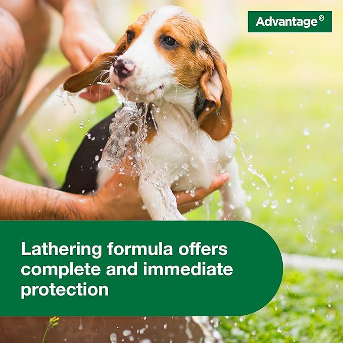 Advantage Dog Flea & Tick Shampoo for Puppies & Adult Dogs | Kills Fleas & Ticks | 12 oz.