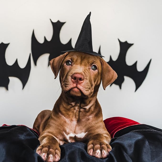 Toyvian Mini Halloween Witch Hat for Cats Dogs, 2pcs Spooky Non-Woven Puppy Kitten Headwear Pet Vampire Costume Accessories for Holiday Party Photoshoot