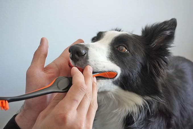 Paw Ready Doggy Breath to Doggy Fresh Dog Dental Care Kit Includes Enzymatic Toothpaste, Dual Brush Head Toothbrush with Angled Bristles and Blue Bite Block to Gently Keep Pets Jaw Open (Blue, Small)