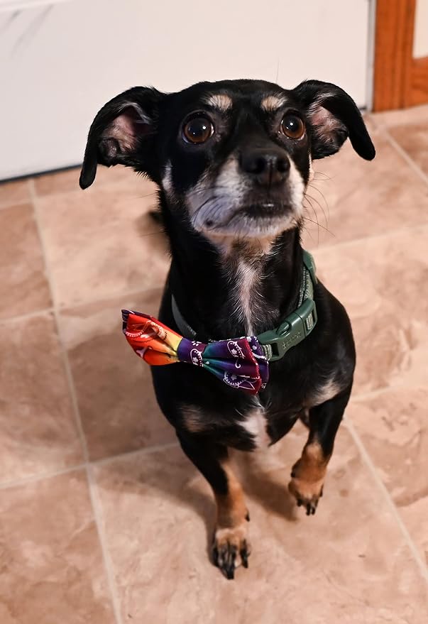 Huxley & Kent Pet Bow Tie for Dogs & Cats - Adjustable Hook & Loop Collar Accessory - Cute & Comfortable for Holidays & Celebrations - Bone-Dana Multi, Small | Hook & Loop Attaches to Any Collar, Soft Polyester, Lightweight & Machine Washable, Perfect ...