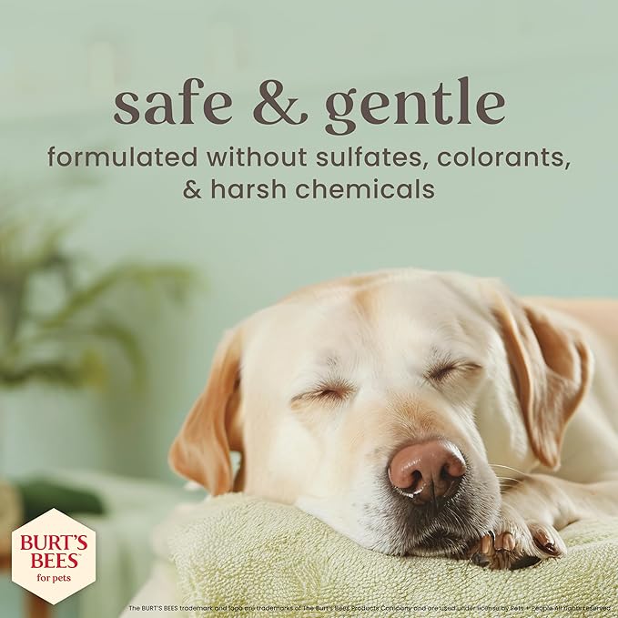 Burt's Bees for Pets Manuka Honey Oatmeal Conditioner for Dogs, Colloidal Oatmeal, 95%+ Natural Origin, No Sulfates, Parabens or Phthalates, Leaves Coat Soft & Shiny, Milk & Honey Scent, 10 Fl Oz