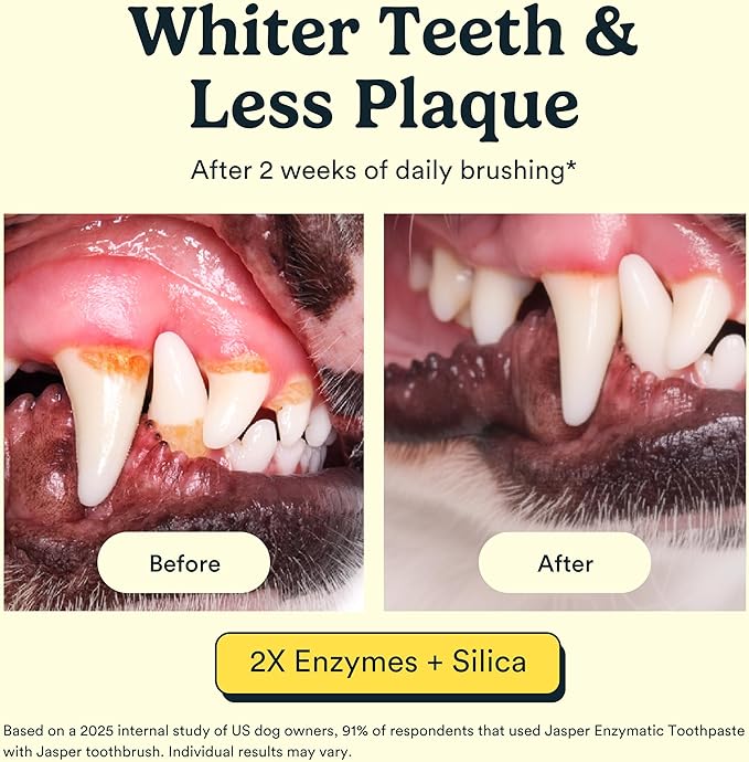 Jasper Dog Tooth Brushing Kit and Dog Toothpaste Kit 360 Dog Toothbrush Enzymatic Plaque Remover Imporves Bad Breath Natural Pet Toothpaste Dog Toothbrush and Toothpaste 2 oz Chicken Flavor