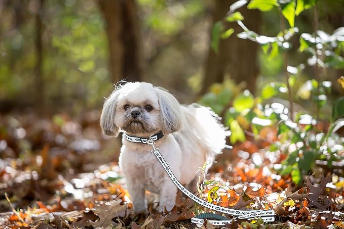 New York Jets Satin Leash