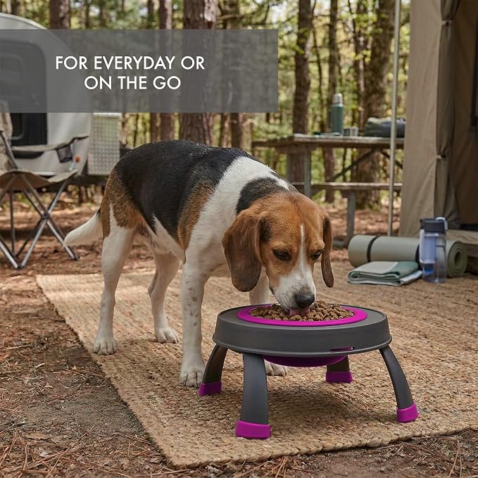 Dexas Pets Single Elevated Pet Feeder/Pet Bowl, 4 Cup Capacity, Fuchsia, Large/4 Cup Capacity