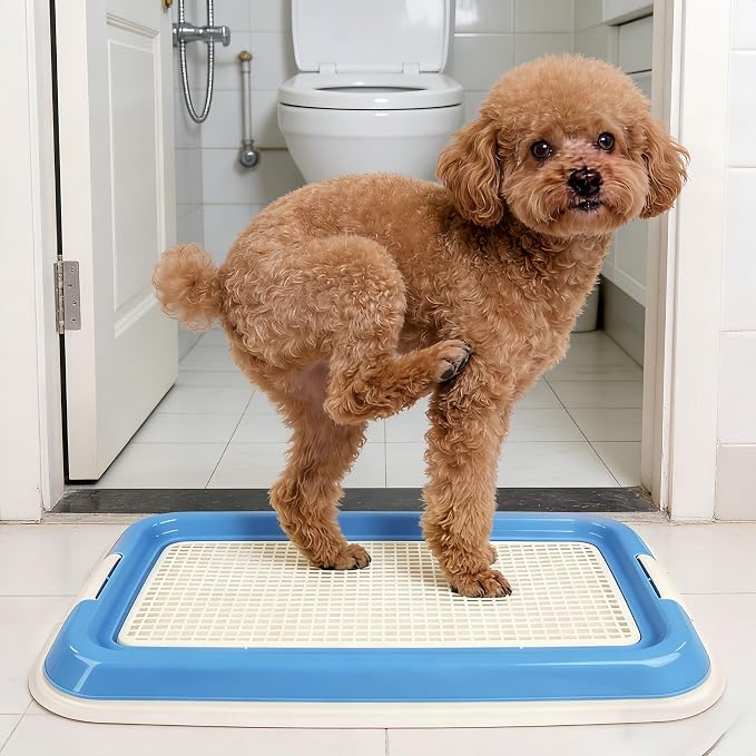 Dog Potty Tray for Small Dogs, Puppy Potty Training Tray 19.7"x14.6" Indoor Dog Toilet, Leak-Proof Pet Pads Holder (Blue)