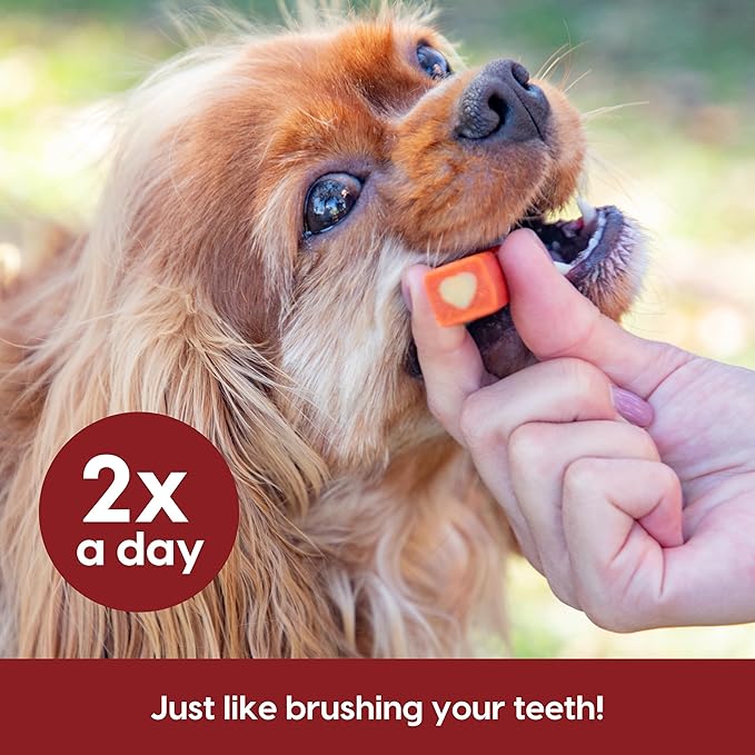 Ark Naturals Protection+ Brushless Toothpaste – Small Breeds, 35oz Bag – Dog Dental Chew with Toothpaste Center – Prevent Plaque & Tartar and Freshen Breath with Dental Chews for Dogs