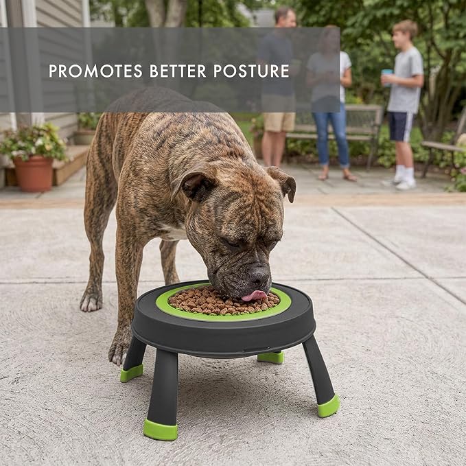 Dexas Pets Elevated Pet Feeder, Large, 4 Cup Capacity, Green, Raised Pet Food and Water Bowl