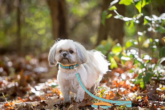 NFL Miami Dolphins Dog & Cat Leash - Medium, Shiny & Colorful with Embroidered Team Name/Logo Licensed by the NFL