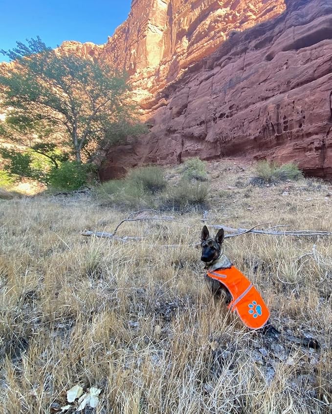 Blaze Orange Dog Vest. Reflective High Visibility in Hunting & Wooded Areas