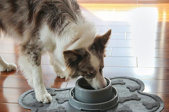 PetLike Dog Bowls Pet Food Bowls, No Spill Cat Food Bowl Water Food Feeder Pet Dishes for Cat Puppies Small Medium Dogs