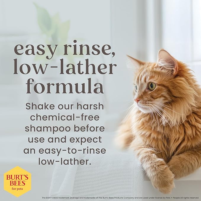 Burt’s Bees for Pets Hypoallergenic Cat Shampoo with Shea Butter and Honey, Gentle Kitten Shampoo for Indoor Cats with Dry or Sensitive Skin, Cat Bathing Supplies, 10 Fl Oz