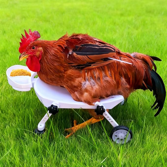 Adjustable Small Scale Pet Chicken Wheelchair,Small Pet Mobility Aid Cart | mall Pet Poultry Mobility Aid Cart, Adjustable Size for Comfortable Use, Supports Injured/Disabled Poultry to Move Freely