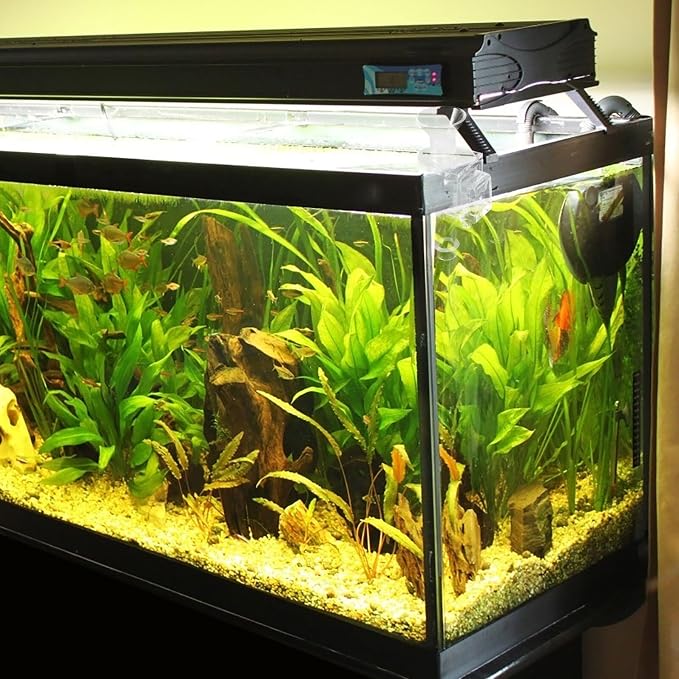 Abaodam Acrylic Shrimp Feeder Tube 10cm Wall-Mounted Aquarium Fish Tank Feeding Tool for Shrimp and Small Fish Aquarium Supplies