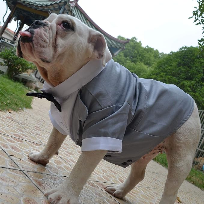 Lovelonglong Bulldog Costume Dog Suit Formal Tuxedo with Black Bow Tie Wedding Clothes for Pugs/French Bulldog/English Bulldog/American Pit Bull Gray B-XL