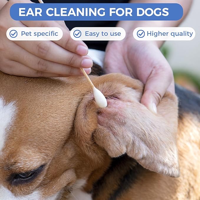 GOLD HONEY 6 Inch Large Cotton Swabs, 200PCS Dog Ear Swabs with Bamboo Handle for Dogs, Pet-Specific, Gentle Design, Lint-Free, Pet Cotton Stick Ear Cleaning