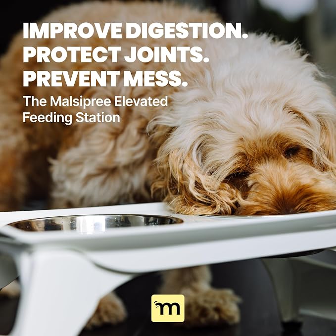 MalsiPree Elevated Dog Bowls - 6.5in Raised Stand, 2 Steel Bowls | Foldable raised feeder - splash guard, 2 steel bowls - Use for small dogs, travel & feeding station