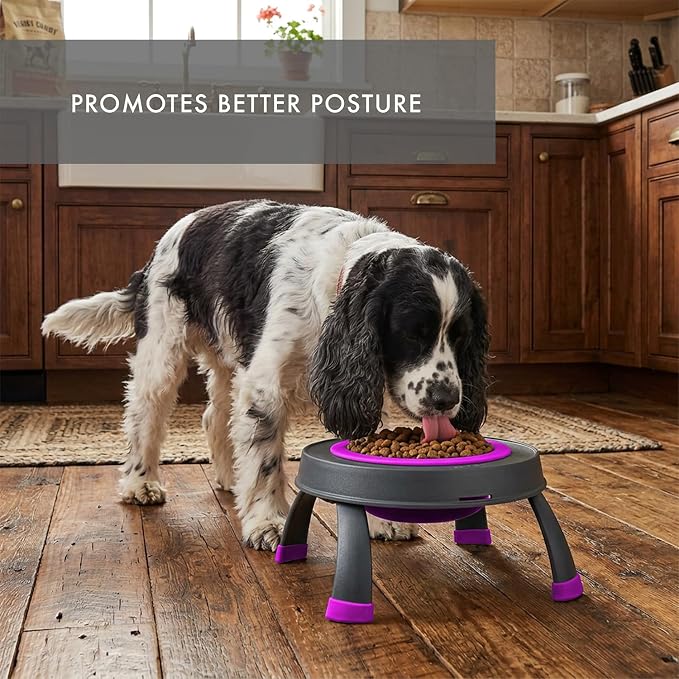 Dexas Pets Single Elevated Pet Feeder/Pet Bowl, 4 Cup Capacity, Fuchsia, Large/4 Cup Capacity