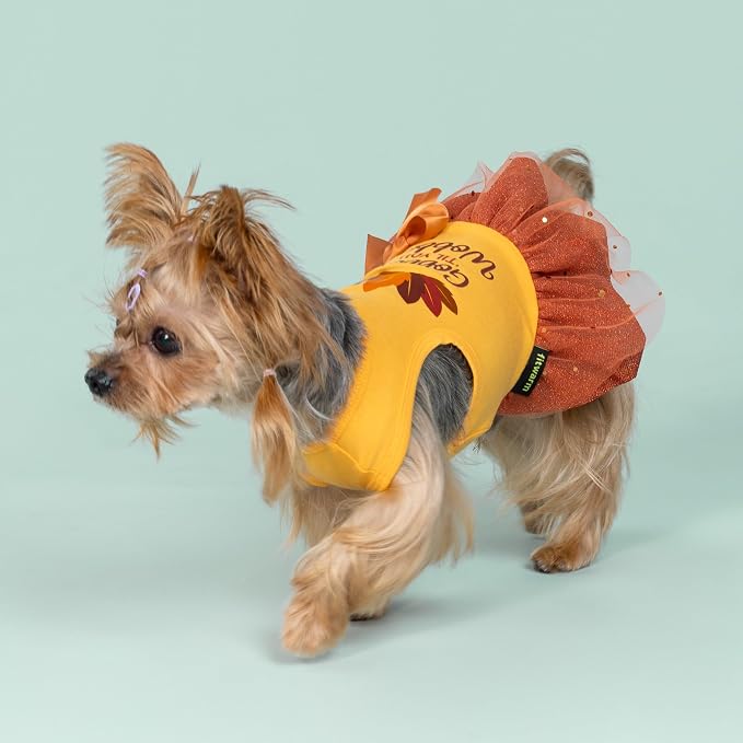 Fitwarm Gobble 'til You Wobble Dog Dress, Funny Thanksgiving Outfit for Small Dogs Girl, Festive Pet Clothes, Yellow, Orange, XS