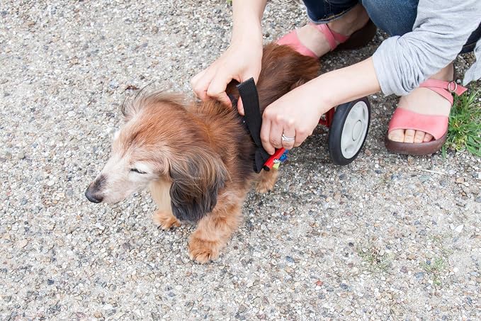 PaletteLife Miniature Dachshund Wheelchair for Back Legs, Adjustable Dog Cart with Wheels, Lightweight Mobility Support, Rear Leg Assistance for Small Dogs