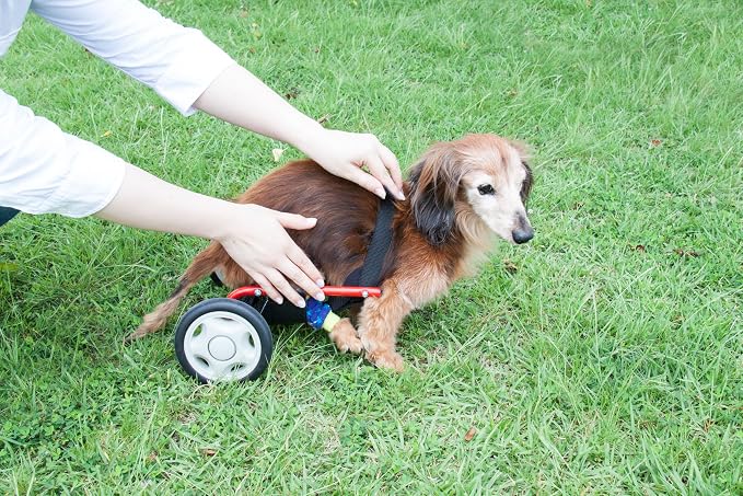 PaletteLife Miniature Dachshund Wheelchair for Back Legs, Adjustable Dog Cart with Wheels, Lightweight Mobility Support, Rear Leg Assistance for Small Dogs