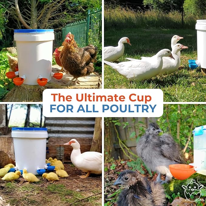 Lil'Clucker Large Automatic Chicken Waterer Cups | Chicken Water Feeder Suitable for Chicks, Duck, Goose, Turkey and Bunny | Poultry Water Feeder Kit (Orange, 12-Pack)